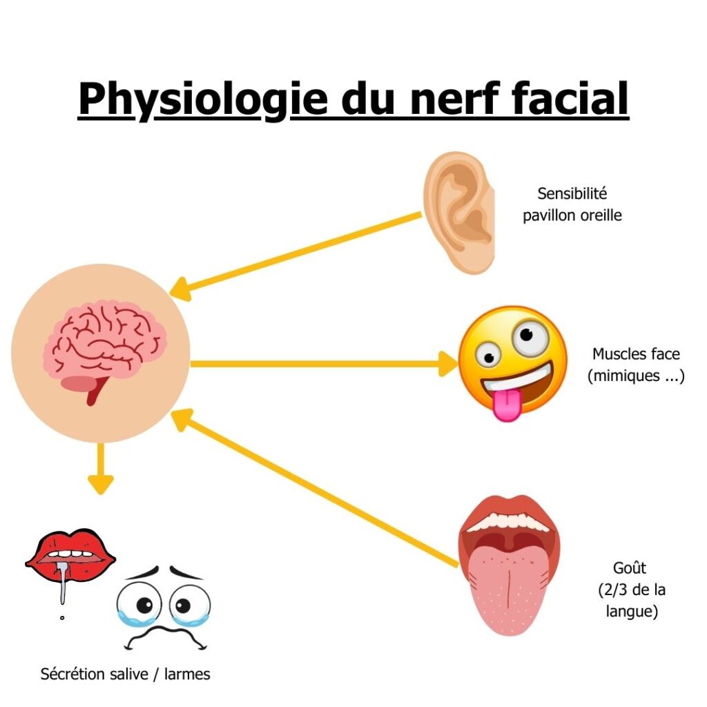 Physiologie nerf facial